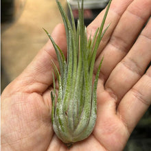 T. ionantha Red Flame