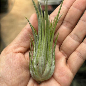 T. ionantha Red Flame
