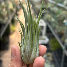 T. ionantha Red Flame