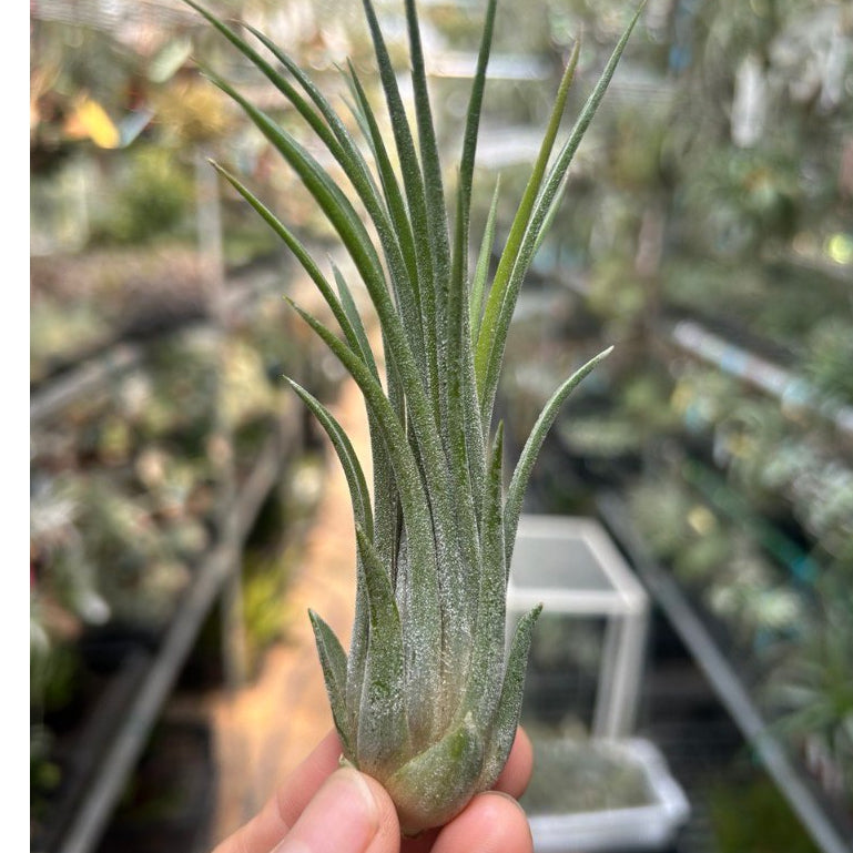 T. ionantha Tall Velvet – Pick a Plant Online