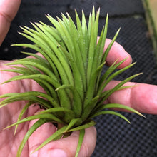 T. ionantha Thick Leaves (Medium)