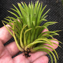 T. ionantha Thick Leaves (Medium)