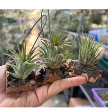 T. ionantha Rosita on Corkbark Holder