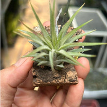 T. ionantha Rosita on Corkbark Holder