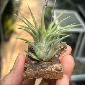 T. ionantha Rosita on Corkbark Holder