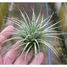 T. ionantha Zebrina