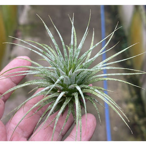 T. ionantha Zebrina