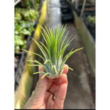 T. ionantha var. Ionantha