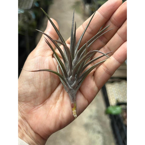 T. jonesii