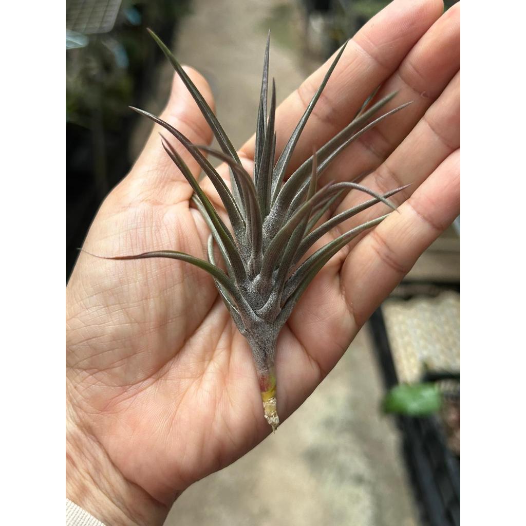T. jonesii