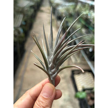 T. jonesii