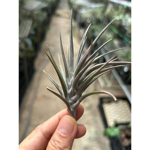 T. jonesii