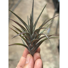 T. jonesii