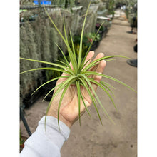 T. jucunda