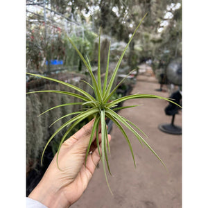 T. jucunda