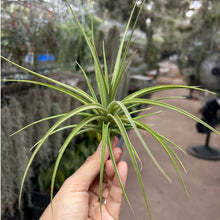 T. jucunda