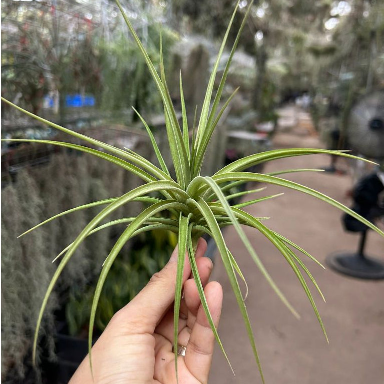 T. jucunda