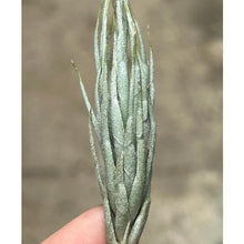 T. kirschnekii