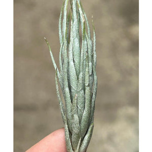 T. kirschnekii