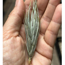 T. kirschnekii