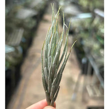 T. kirschnekii