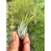 T. kolbii