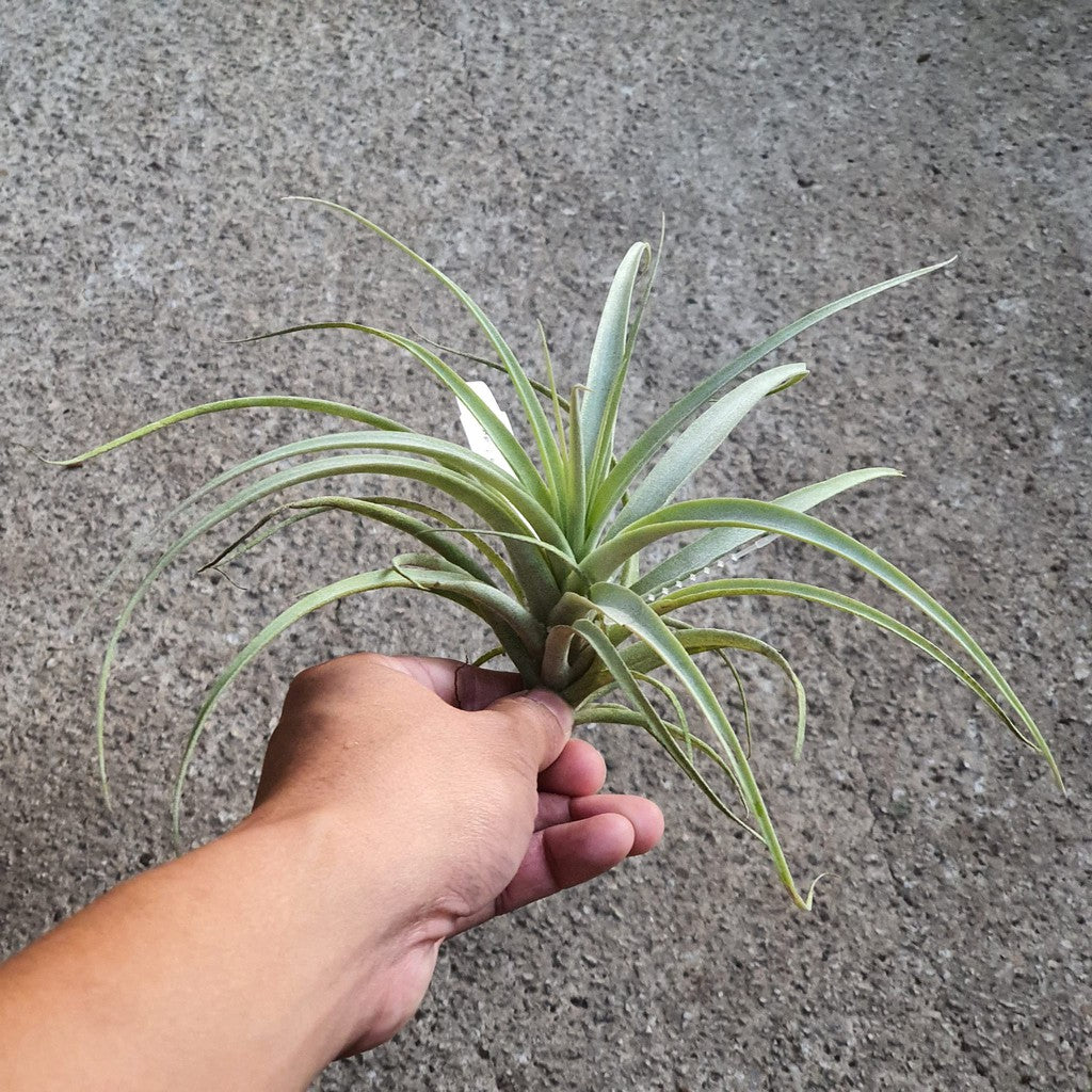 T. latifolia var. divaricata