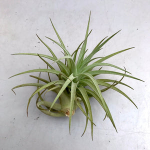 T. leonamania