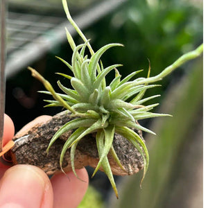 T. loliacea