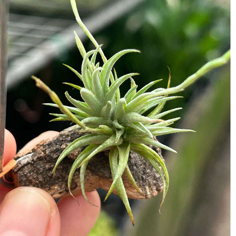T. loliacea