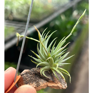 T. loliacea