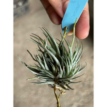 T. loliacea Clump