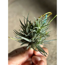 T. loliacea Clump