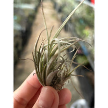 T. lorentziana Clump