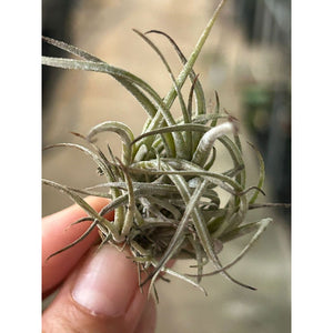 T. lorentziana Clump