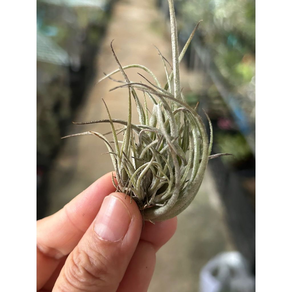 T. lorentziana Clump