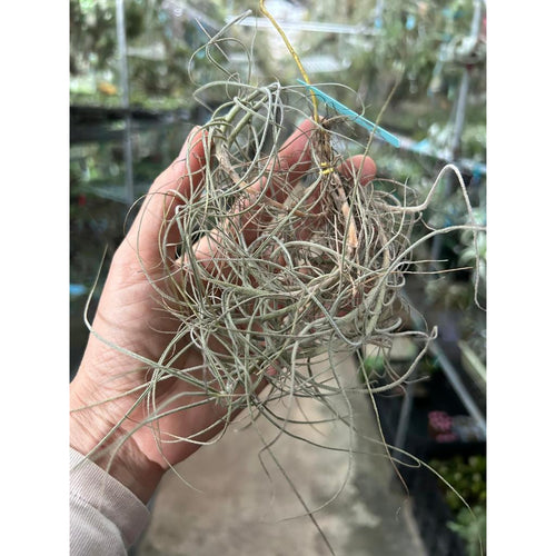 T. mallemontii