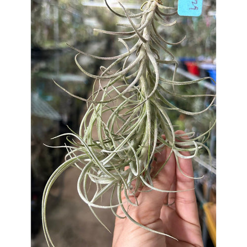 T. marconae Clump