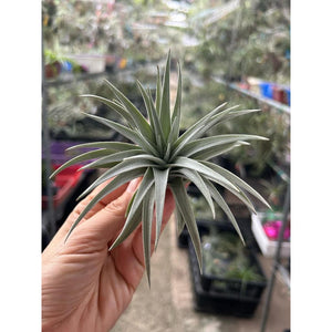 T. meridonalis