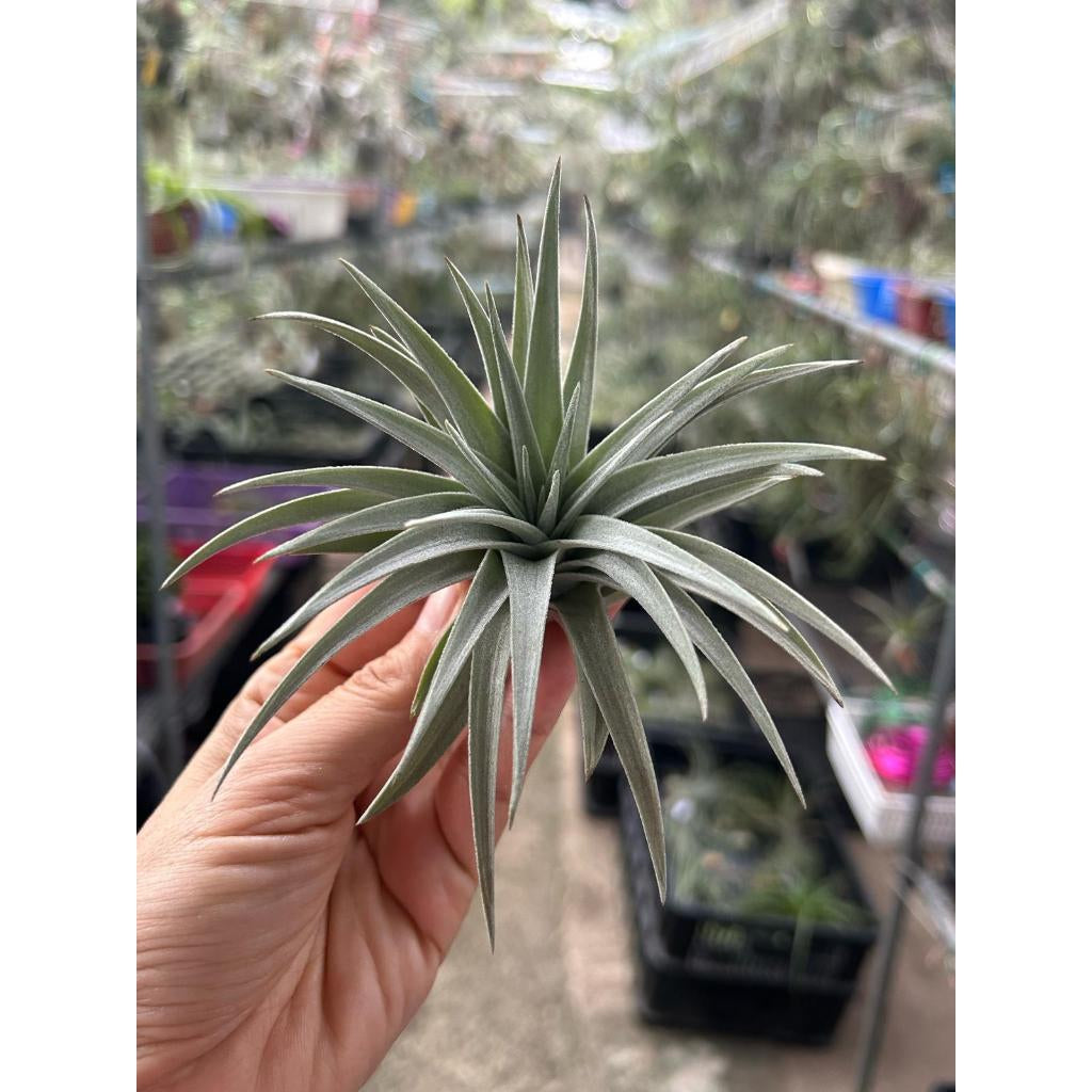 T. meridonalis