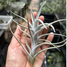 T. mitlaensis var. tulensis