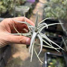 T. mitlaensis var. tulensis