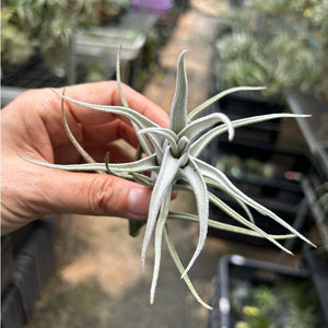 T. mitlaensis var. tulensis