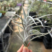 T. mitlaensis var. tulensis
