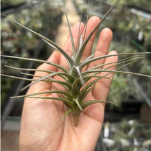 T. murorum #2
