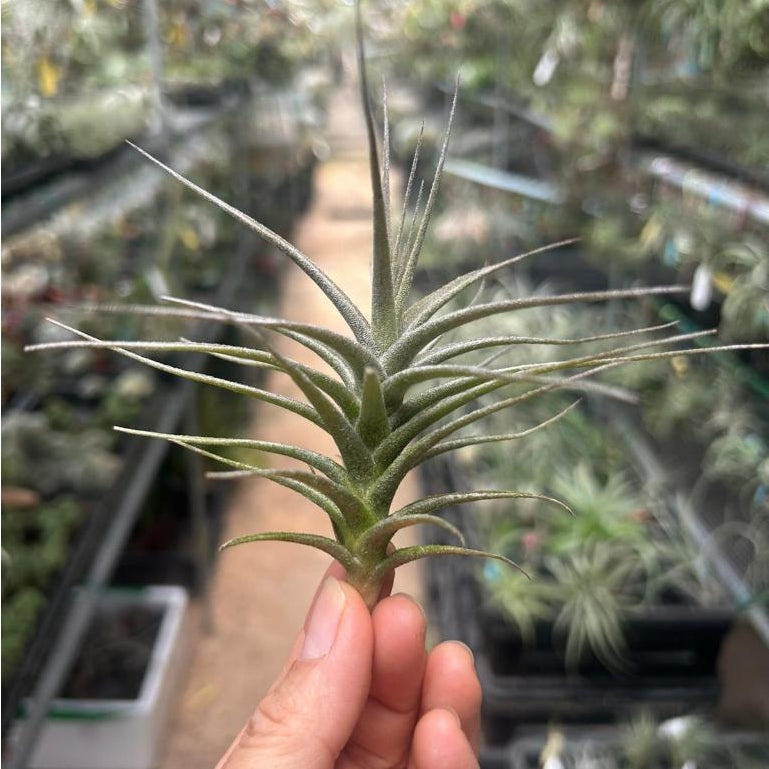 T. murorum #2