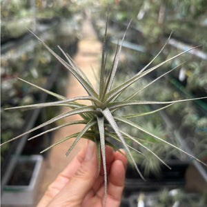 T. murorum #2