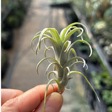 T. nana