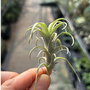 nana air plant T. nana – Pick a Plant Online