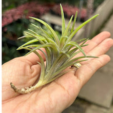 T. neglecta